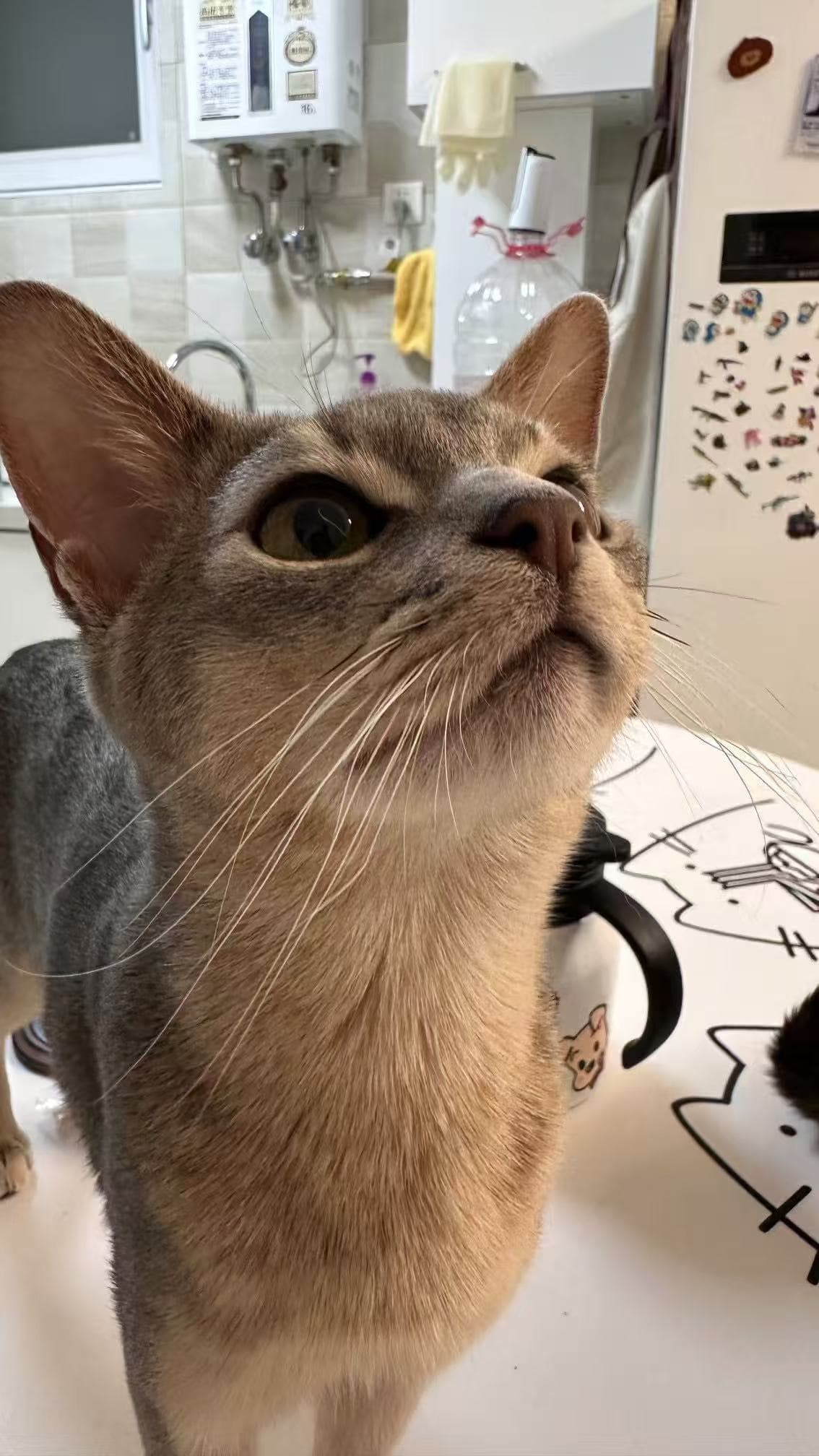 猫咪在窗边