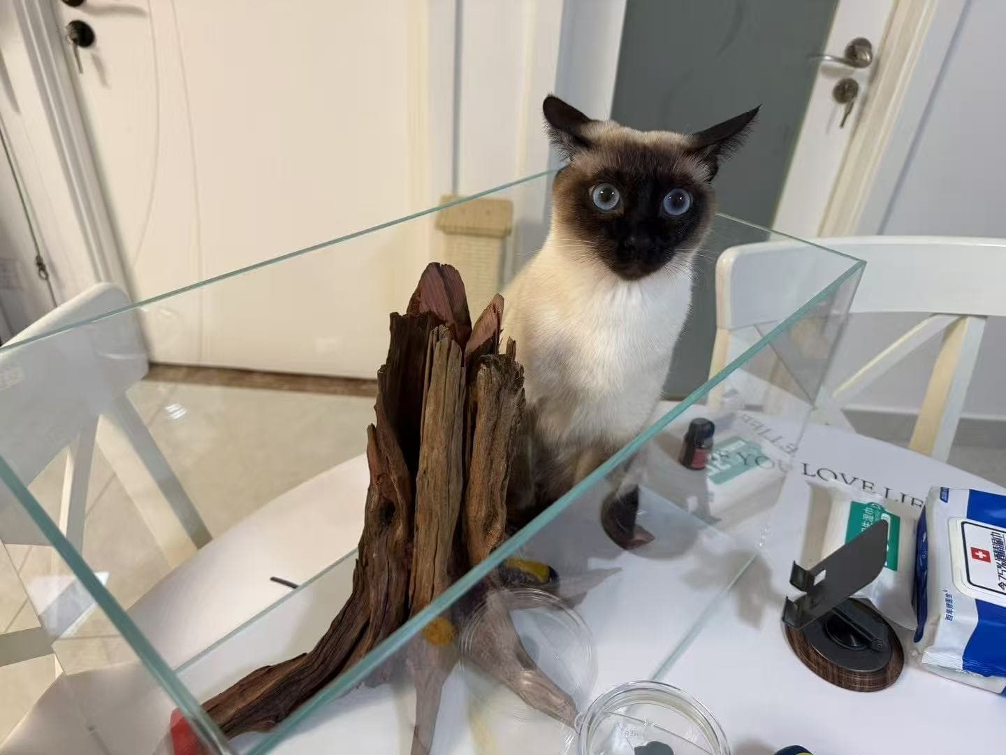 慵懒的猫咪