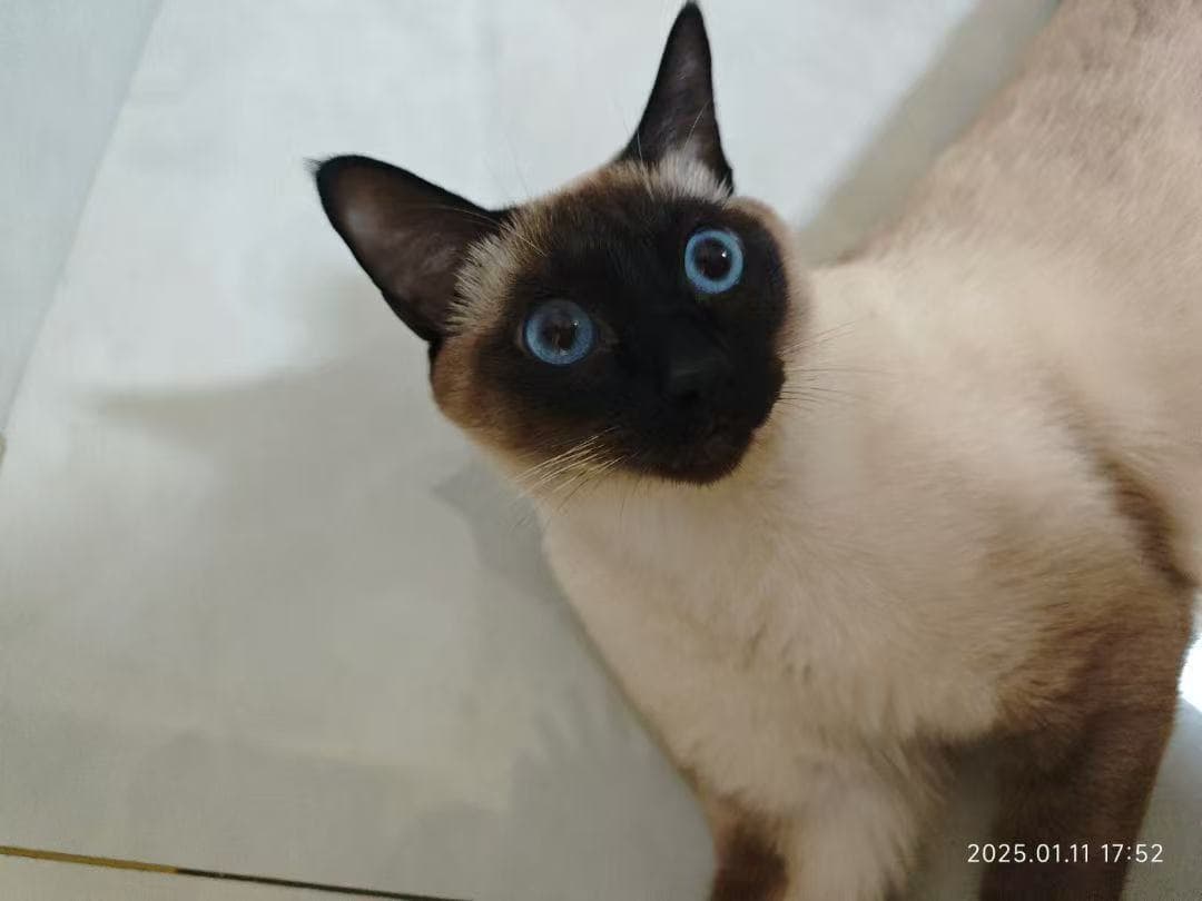 猫咪玩耍