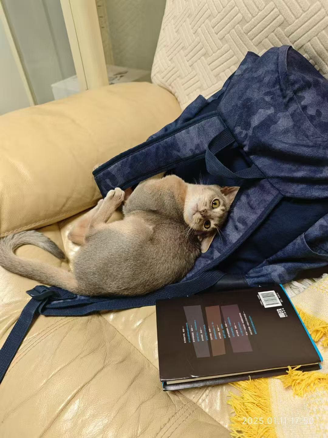 猫咪打盹