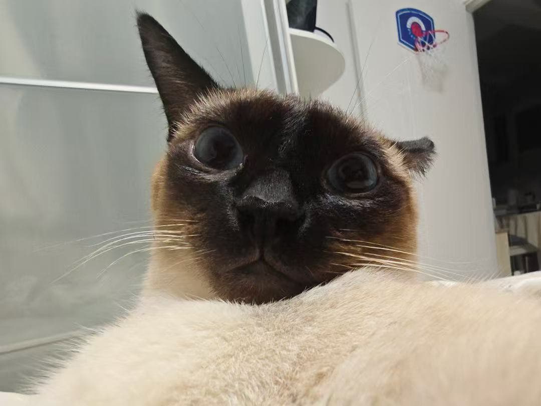 猫咪凝视远方