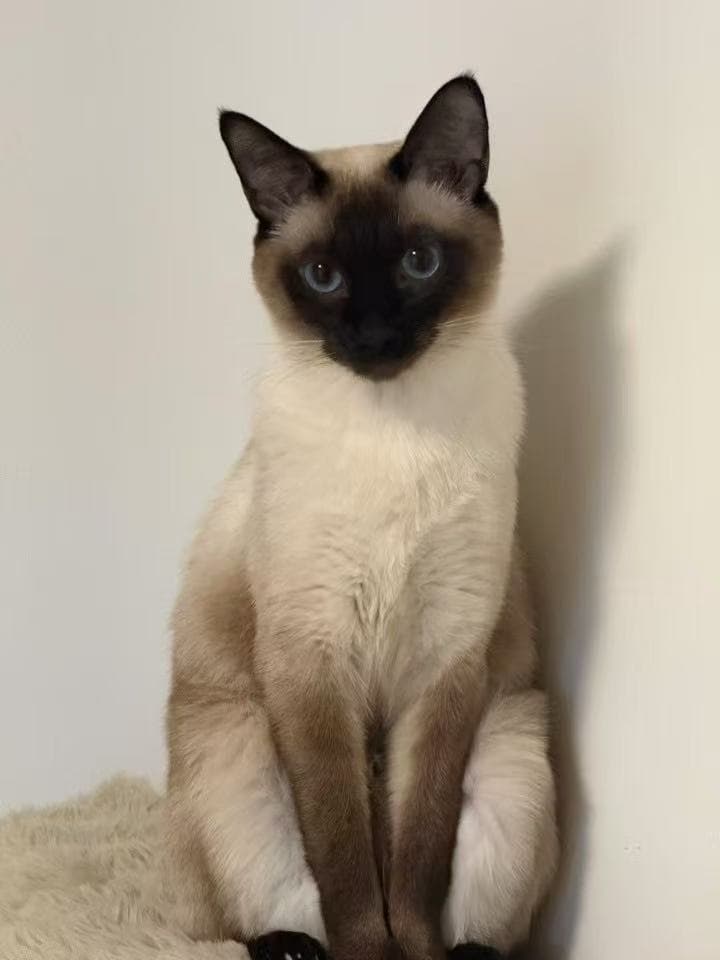 猫咪趴在地上